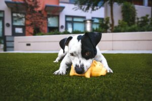 los mejores juguetes para perros