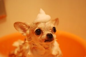 shampoo antipulgas para perros