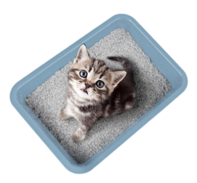 ecuador robo Cartas credenciales Cuál es la mejor arena aglomerante para gatos? | Los 8 mejores
