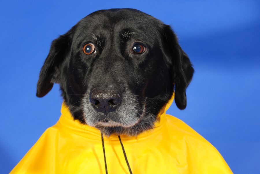 impermeable para perros