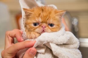 shampoo para gato