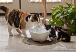 fuentes de agua para gatos