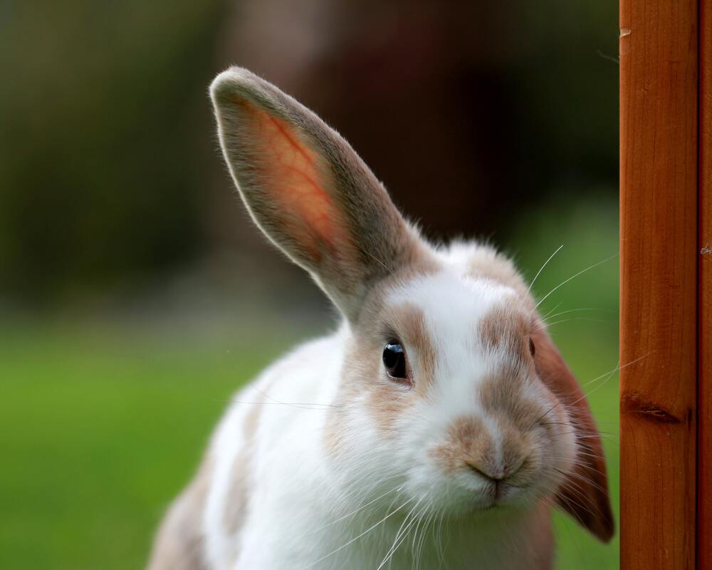 bebederos para conejos